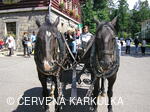 Setkání Jeníčků a Mařenek 2005
